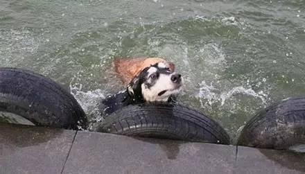 狗掉水里解梦：预示着你的忠实朋友或亲人会遇到危险或不幸，你需要及时伸出援手，提供帮助或支持。